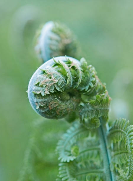 istock Young sprout of shuttlecock fern 957871126