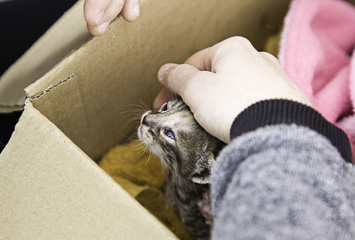 Abandoned cat puppies in cardboard box, pets