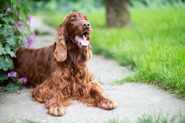 Happy smiling dog Happy smiling Irish Setter dog lying in the park irish setter stock pictures, royalty-free photos & images