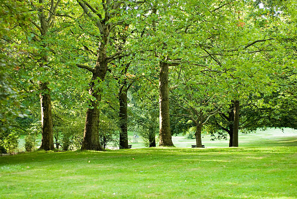 istock autumn in the Berlin garden 95787324