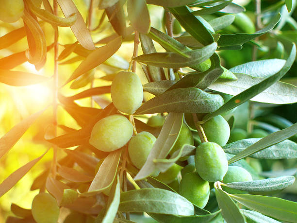 istock green olives on branch, closeup, sunlight effect 957875400