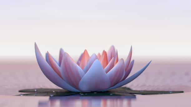 fleur de lotus - lily pad bloom photos et images de collection