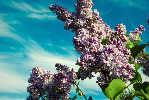 clusters on the branches of a blossoming lilac  pale color in the park. shallow depth of field