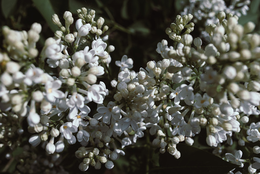 Spring branch of blossoming lilac. White lilac