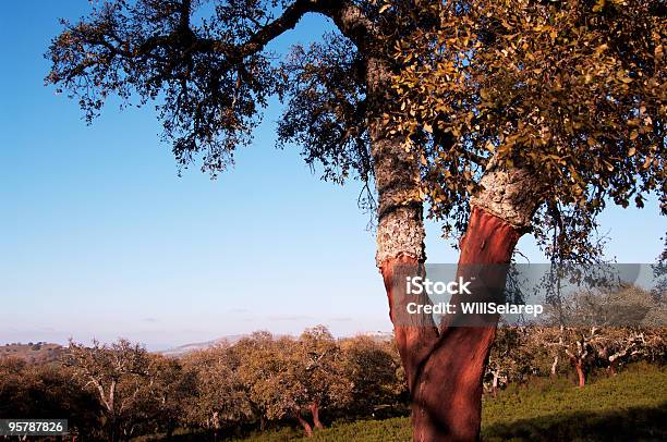 Der Natur Stockfoto und mehr Bilder von Korkbaum - Korkbaum, Andalusien, Baum