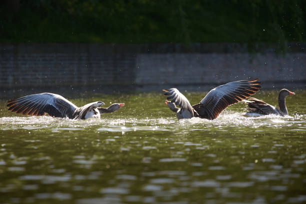 two wild geese in dispute