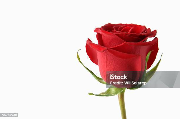 Rosas Rojas Sobre Fondo Blanco Foto de stock y más banco de imágenes de Belleza de la naturaleza - Belleza de la naturaleza, Cabeza de flor, Color - Tipo de imagen