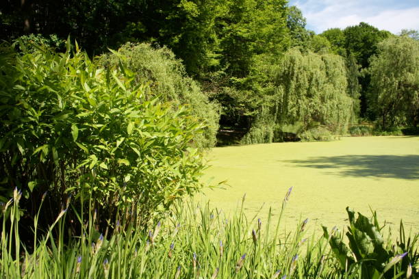 istock Sunny weather park landscape with lake 957880146