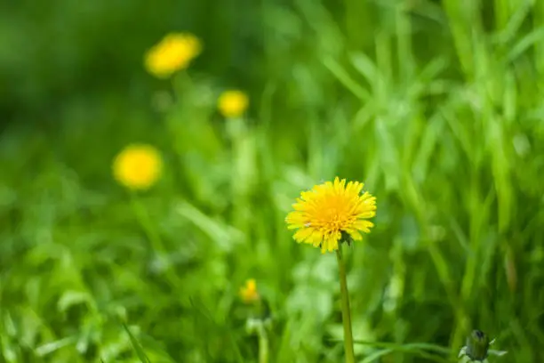 Photo of Dandelion on the meadow. A common weed in the meadows. Yellow flower with medical properties.