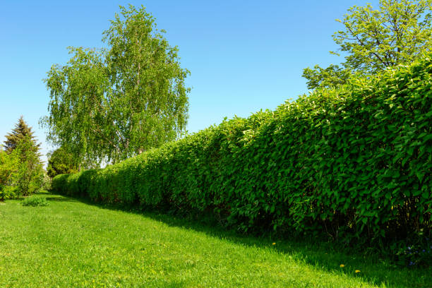 istock Hedge in the garden 957883396