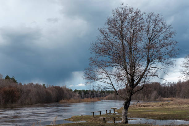 istock A beautiful tree without leaves. Near the bench. Against the background a river, a forest, rain clouds. Spring landscape 957883438