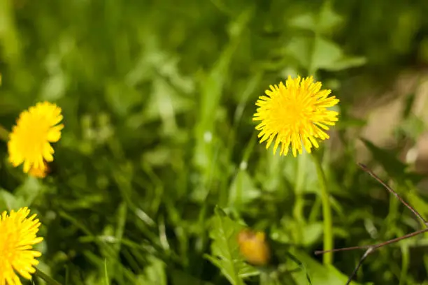 Photo of Dandelion on the meadow. A common weed in the meadows. Yellow flower with medical properties.Dandelion on the meadow. A common weed in the meadows. Yellow flower with medical properties.