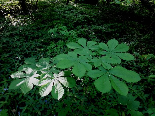 istock White flowers woodland 957887738