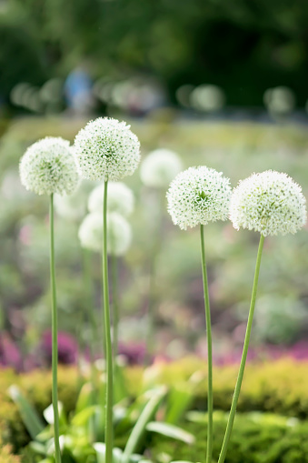 Allium close-up, white flowers, sunny day in park, soft light summer background