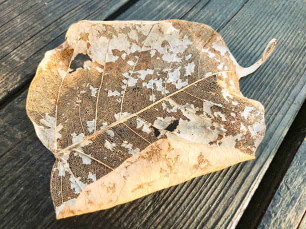 istock A dried leaf on a background of wood. Close up shot 957891722
