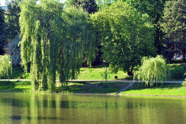 istock Lake in the park 957891984