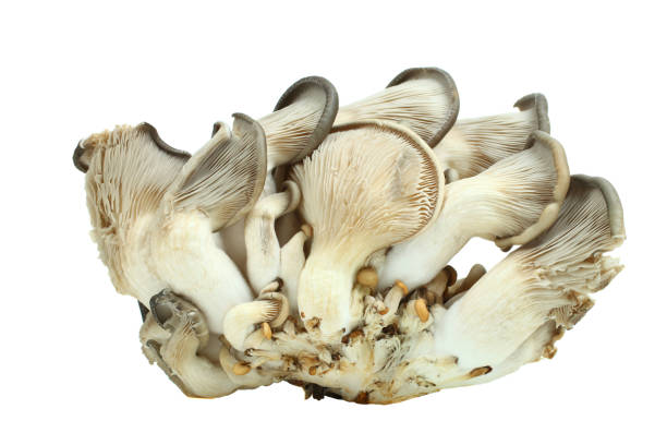 istock oyster mushrooms isolated 957892378