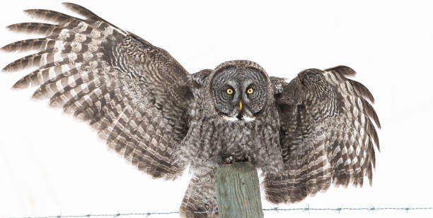 Great Grey Owl stock photo