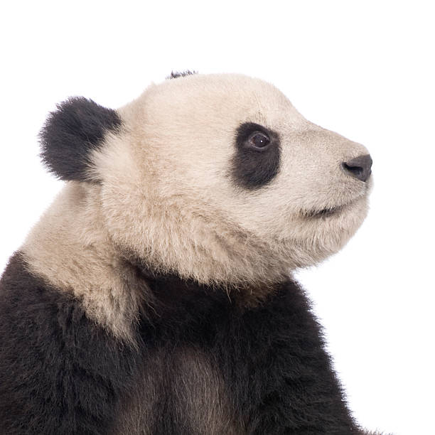 istock Giant Panda in front of white background 95789934