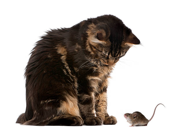 istock Maine Coon looking at wild mouse against white background 95789938