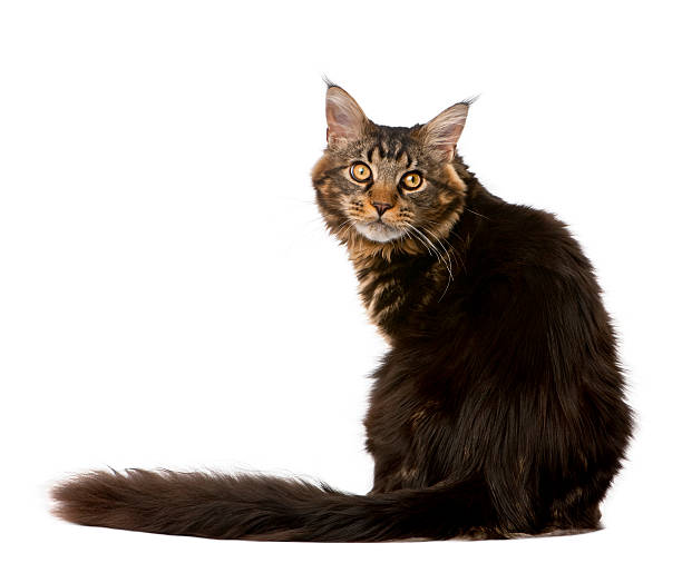 istock Maine Coon sitting in front of white background 95789942