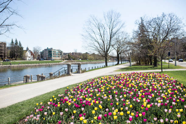 festival del tulipán en ottawa - ottawa tulip festival fotografías e imágenes de stock