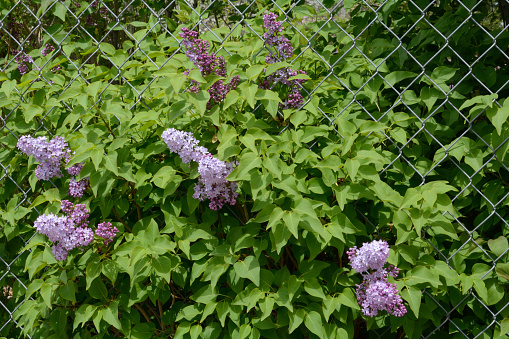 Purple lilac flowers blossoming among leaves growing outside chain link fence