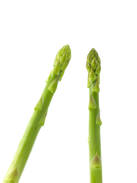 Asparagus stock photo