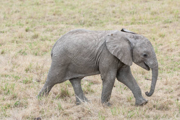 istock Wild Baby Elephant Walking Behind It's Mother 957904286
