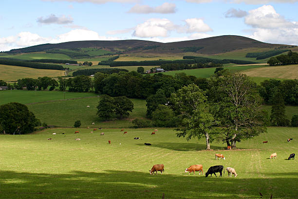istock Beautiful Landscape of Scotland with Cows that Graze 95790520