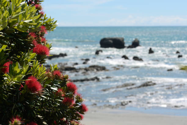 istock pohutakawa flowers 957905950