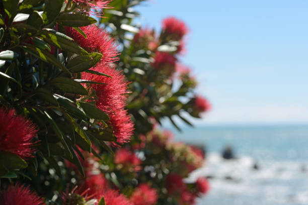 istock pohutakawa flowers 957905966