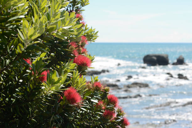 istock pohutakawa flowers 957905990