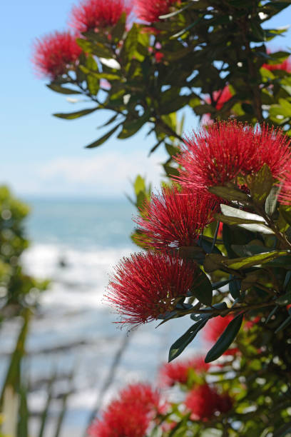 istock pohutakawa flowers 957905992