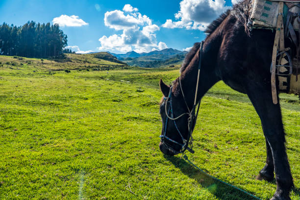 Horse Riding around the City of Cusco