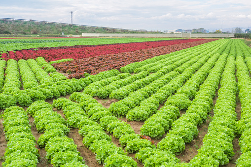 Planting of lettuce, endives, endives. In Valencia. Community of Valencia. spain.