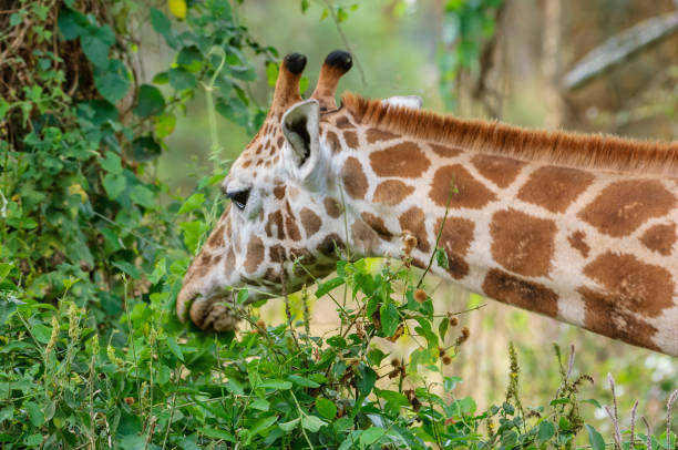 istock Wild Rothschild Giraffe in Kenya Forest 957912464