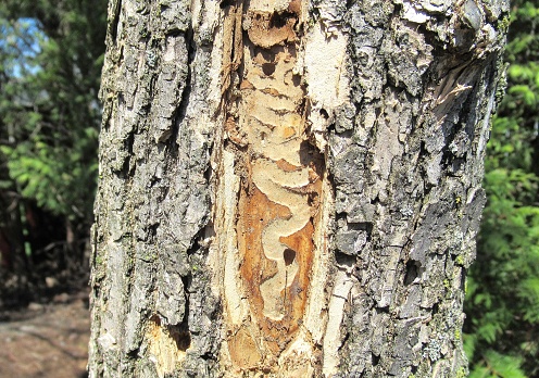 Nature... This is a close up shot of the damage that the emerald ash borer does to ash trees, and eventually kills them.