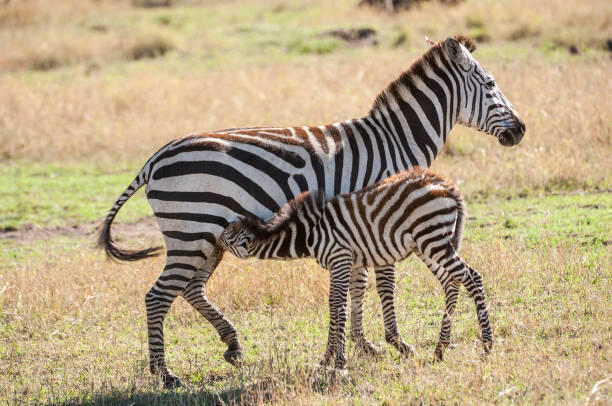 istock Wild Zebra Mother and Nursing Foal 957913744