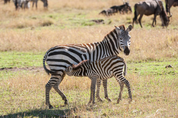 istock Wild Zebra Mother and Nursing Foal 957913970