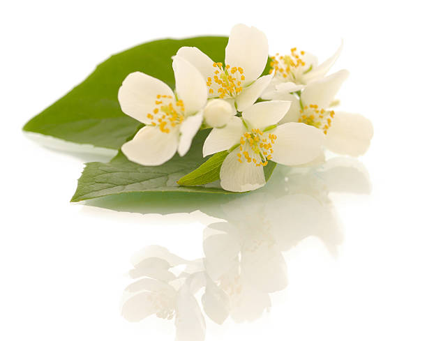 istock Jasmine flowers. Shallow DOF 95791462