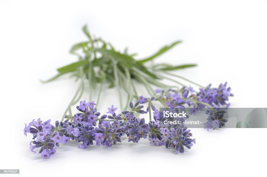 Lavanda isolado a branco - Royalty-free Bouquet Foto de stock