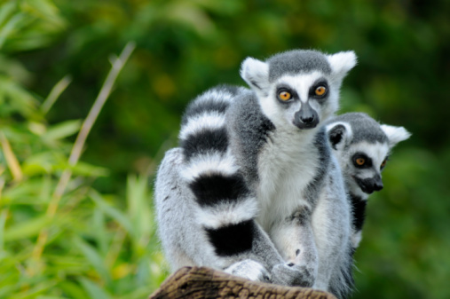 A mother and baby Ring-tailed Lemur (Lemur catta), shot in wildlife in Anja Reservat, Madagascar. This lemur, mostly called CATTA is a large strepsirrhine primate and the most recognized lemur due to its long, black and white ringed tail. As all lemurs it is endemic to the island of Madagascar, Africa.