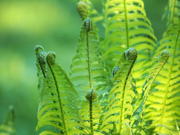 Fern unfurling in spring with blurred background, sunlight. Delicate green natural background, fern shoots. Polypodiopsida, polypodium