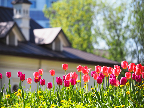 A flower bed with pink and purple tulips in the rays of sunlight against the backdrop of a beautiful white house with a sloping roof. Gardening