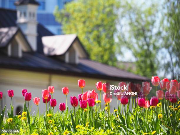 A Flower Bed With Pink And Purple Tulips In The Rays Of Sunlight Against The Backdrop Of A Beautiful White House With A Sloping Roof Gardening Stock Photo - Download Image Now