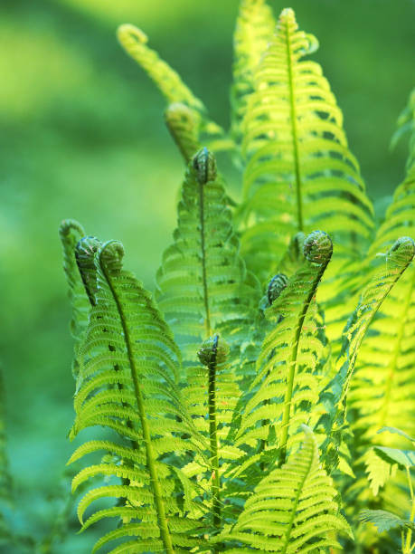 istock Fern unfurling in spring with blurred vertical background, sunlight. Delicate green natural background, fern shoots. Polypodiopsida, polypodium 957920600