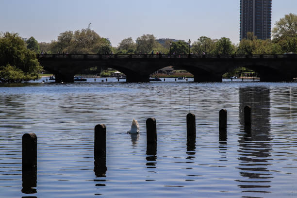 istock swan dipped under water in hyde park lake 957923928