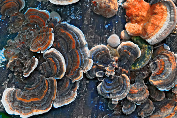 istock Multicolored Wood mushrooms on old stump 957926622