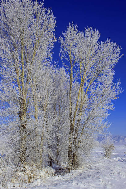 istock Winter in Paradise Valley, Montana 957926728